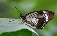 01 Saharan swallowtail (female, Papilo dardanus)